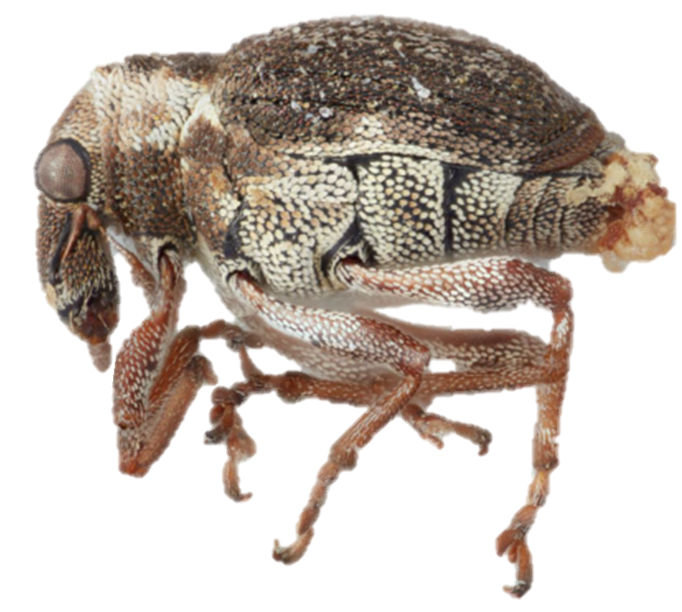 Figure 12 Pelenomus canaliculatuspng